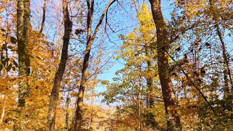 Fonthill Park - Doylestown, PA