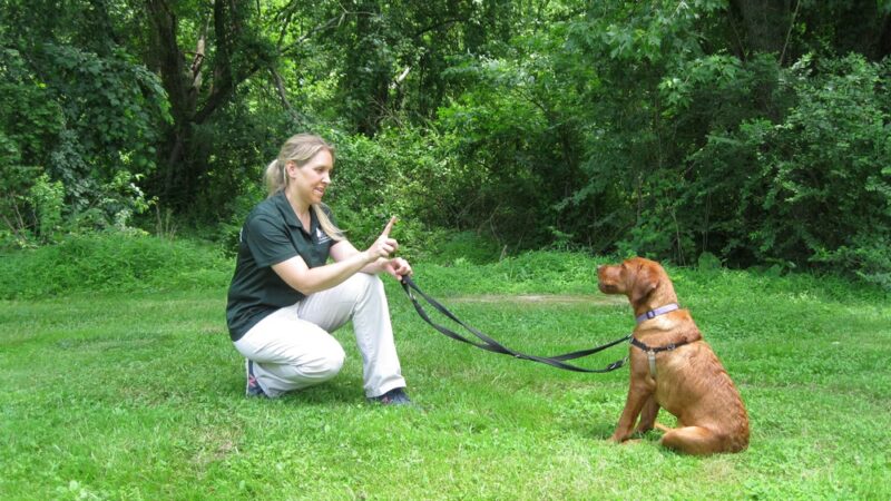Holiday House Pet Resort & Training Center - Doylestown, PA