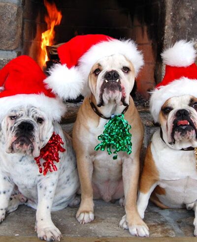 Holiday House Pet Resort & Training Center - Doylestown, PA