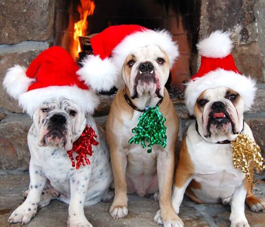 Holiday House Pet Resort & Training Center - Doylestown, PA