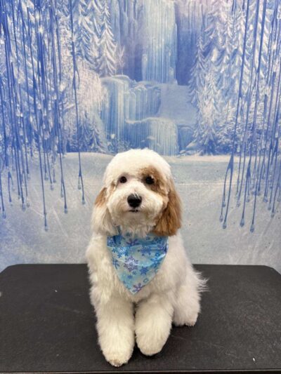Holiday House Pet Resort & Training Center - Doylestown, PA