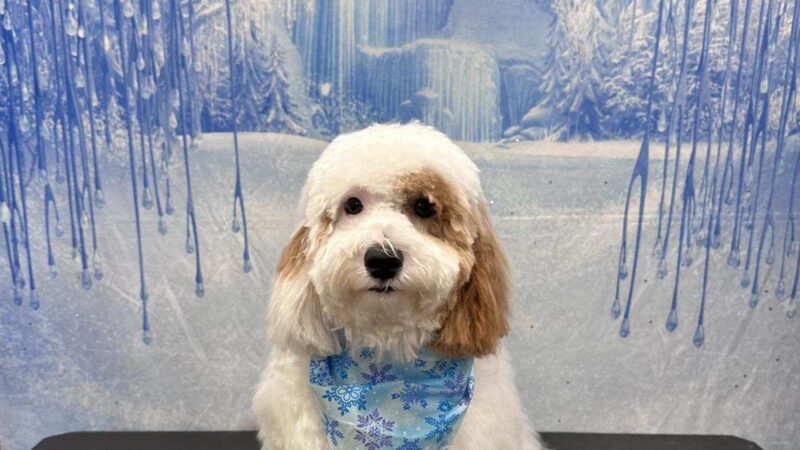 Holiday House Pet Resort & Training Center - Doylestown, PA
