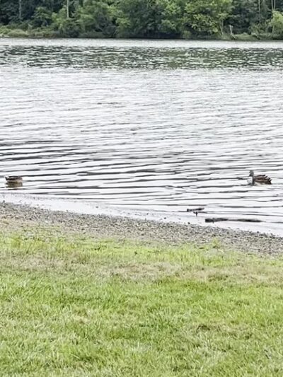 Lake Galena - Doylestown, PA