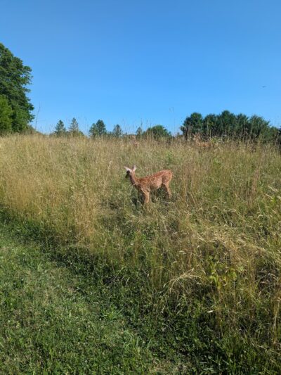 Landis Park - Doylestown, PA