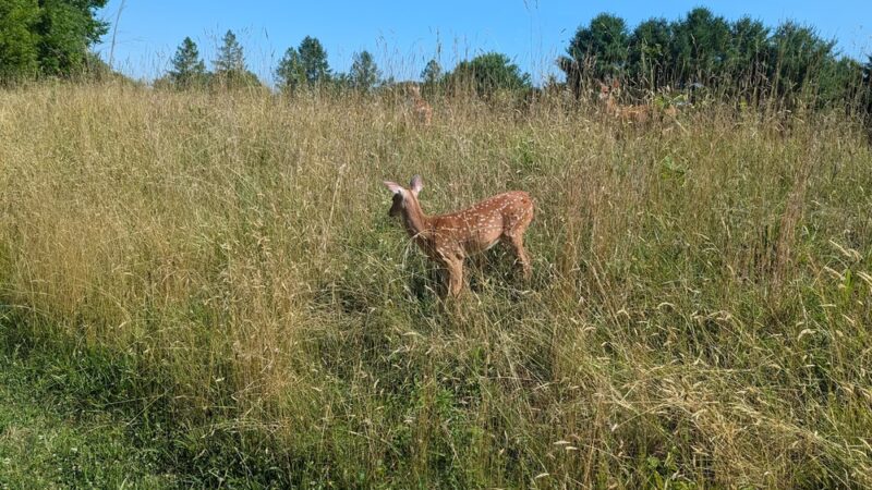Landis Park - Doylestown, PA