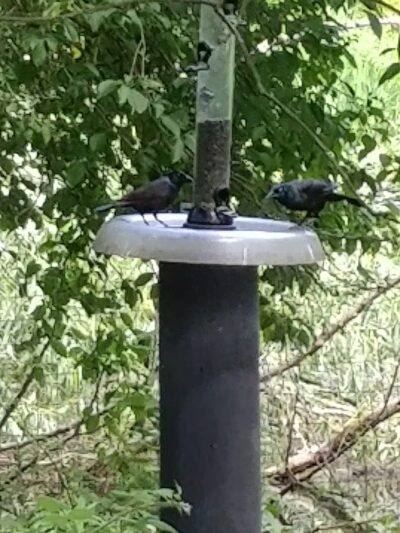Peace Valley Nature Center - Doylestown, PA