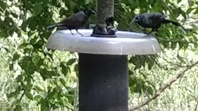 Peace Valley Nature Center - Doylestown, PA