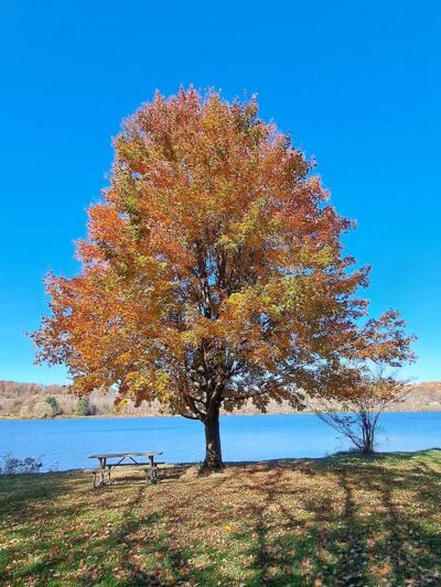 Peace Valley Park Pavilion 1 - Angler's Pier - Doylestown, PA
