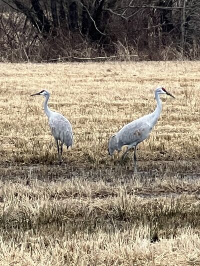 Pine Run Reservoir Parking - Doylestown, PA