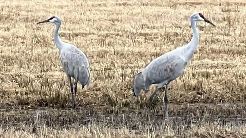 Pine Run Reservoir Parking - Doylestown, PA