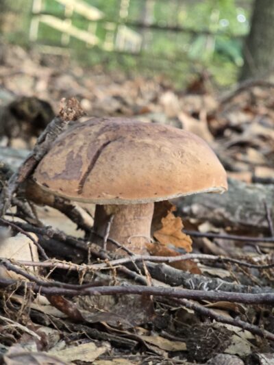 Sensory Trail - Doylestown - Doylestown, PA
