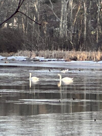 Cross Road Trail - Dracut, MA