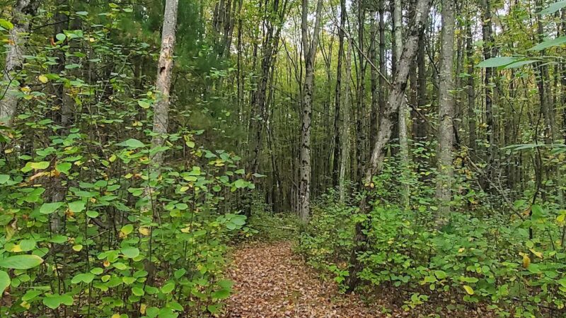 Dracut Land Trust Tranquility Trail - Dracut, MA
