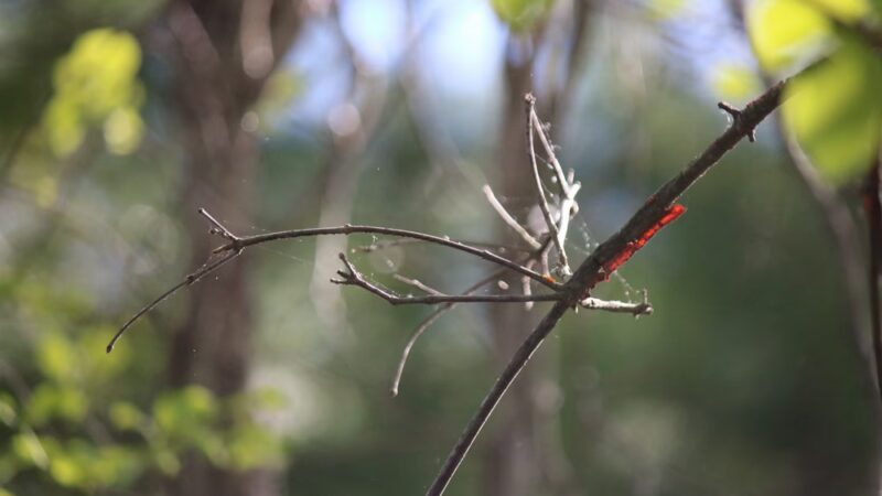 Dracut Land Trust Tranquility Trail - Dracut, MA