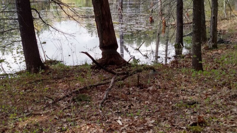 Dunlap Sanctuary - Dracut, MA