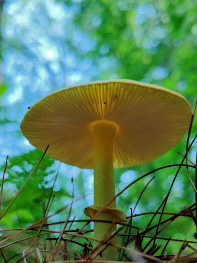 Dunlap Sanctuary - Dracut, MA