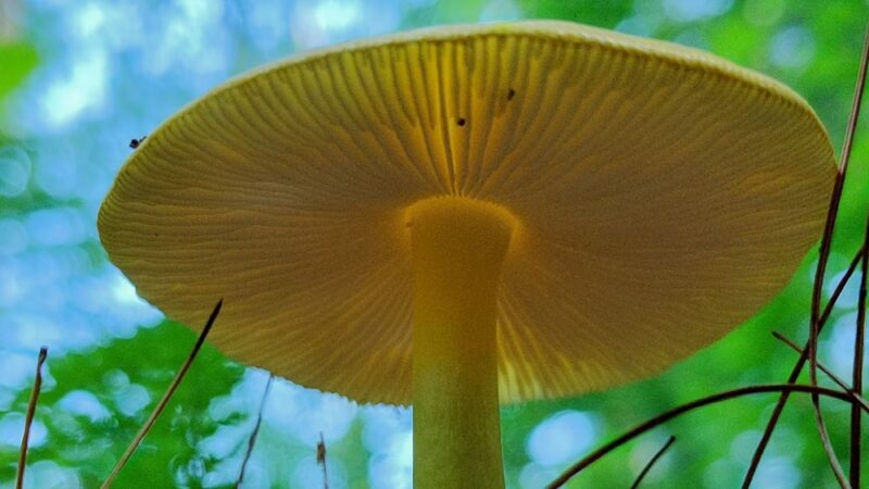 Dunlap Sanctuary - Dracut, MA