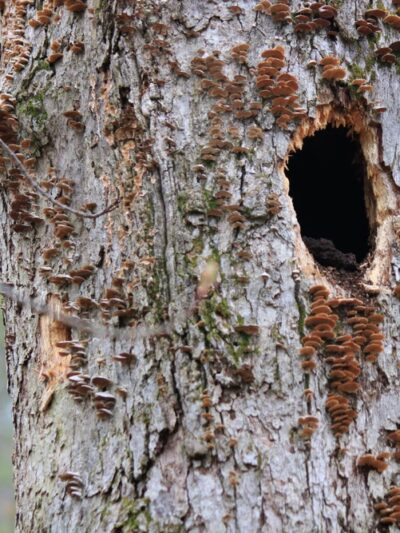 East Richardson Preserve - Dracut, MA