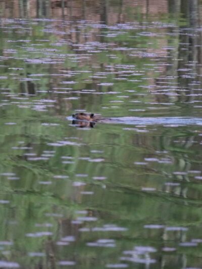 East Richardson Preserve - Dracut, MA