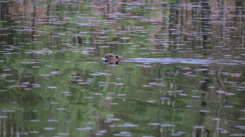 East Richardson Preserve - Dracut, MA