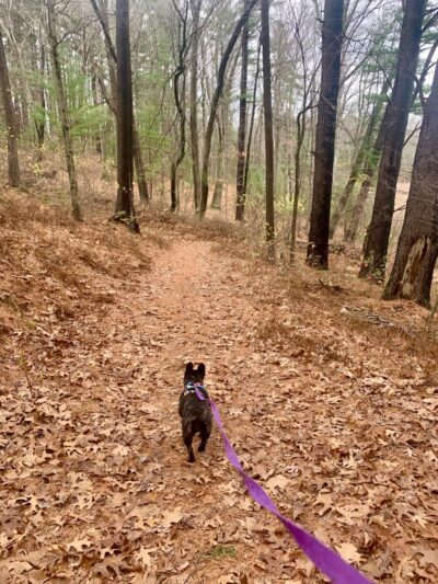 Yapp Farm Open Space - Dracut, MA