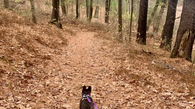 Yapp Farm Open Space - Dracut, MA