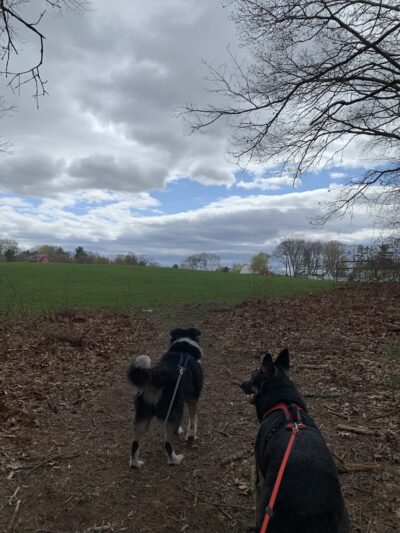 Yapp Farm Open Space - Dracut, MA