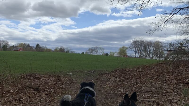 Yapp Farm Open Space - Dracut, MA