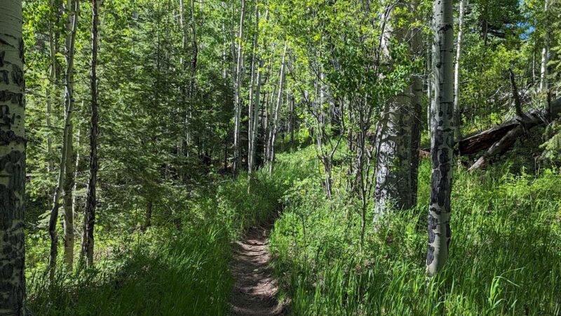 Crosier Mountain Rainbow Trailhead (#981) - Drake, CO