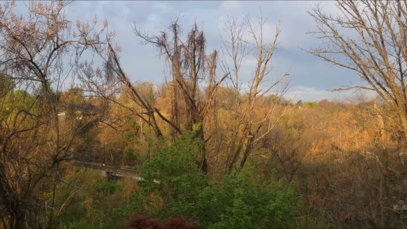 Oakview Falls - Drexel Hill, PA