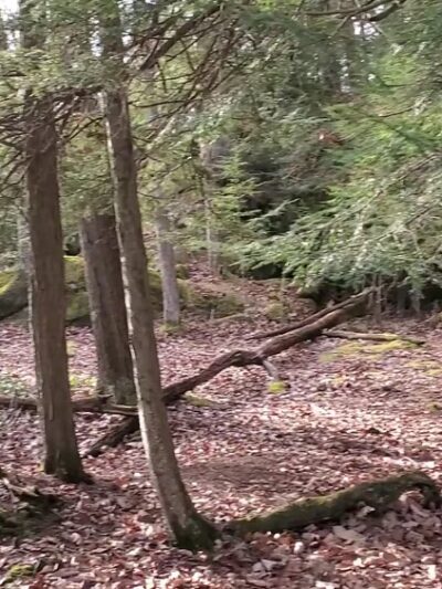 Fred Woods Trail - Driftwood, PA