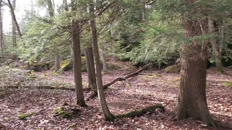 Fred Woods Trail - Driftwood, PA