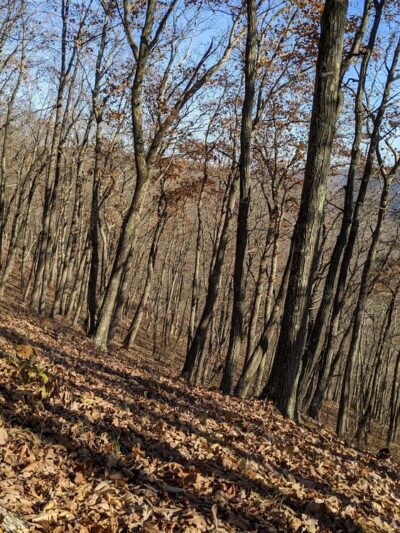 Fred Woods Trail - Driftwood, PA