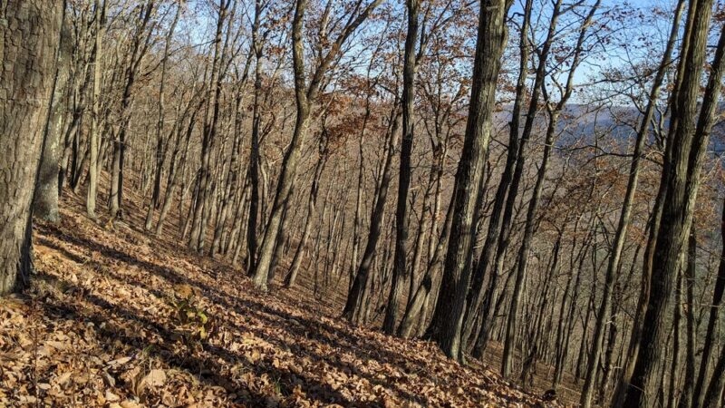 Fred Woods Trail - Driftwood, PA