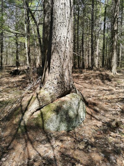 Hiroshi Loop Trail - Dublin, NH