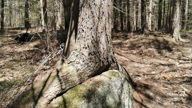 Hiroshi Loop Trail - Dublin, NH