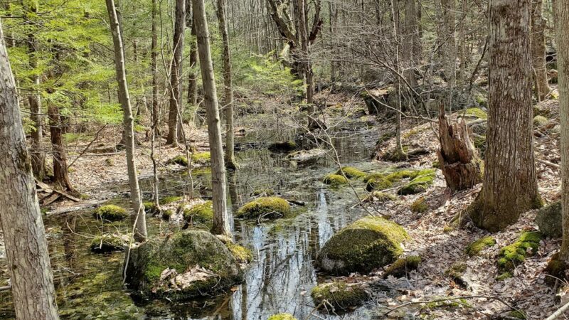 Hiroshi Loop Trail - Dublin, NH