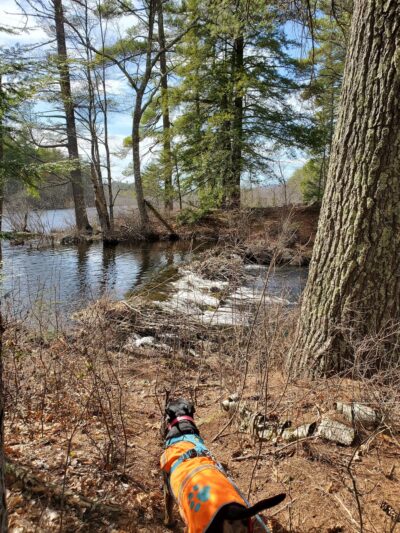 Hiroshi Loop Trail - Dublin, NH