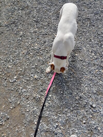Pulaski County Animal Control - Dublin, VA