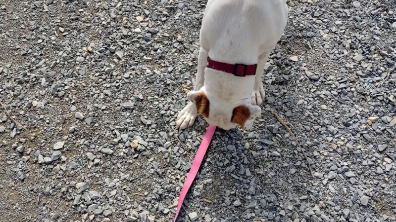 Pulaski County Animal Control - Dublin, VA