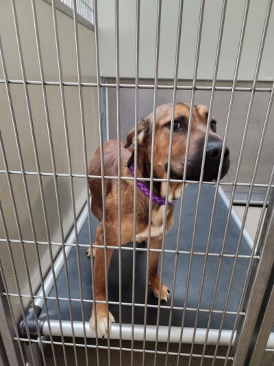 Pulaski County Animal Control - Dublin, VA
