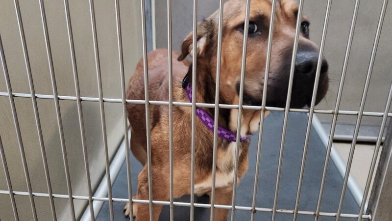 Pulaski County Animal Control - Dublin, VA