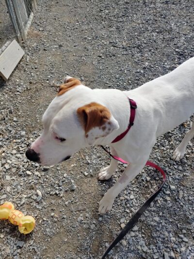 Pulaski County Animal Control - Dublin, VA