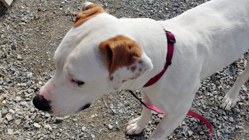 Pulaski County Animal Control - Dublin, VA