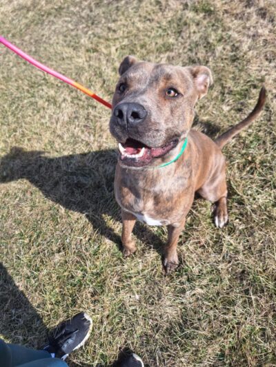 Pulaski County Animal Control - Dublin, VA