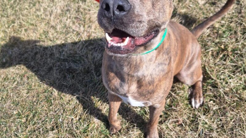 Pulaski County Animal Control - Dublin, VA
