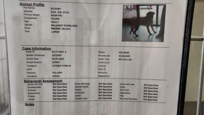 Pulaski County Animal Control - Dublin, VA