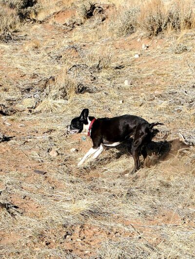 Gizmo's Dog Park - Dubois, WY