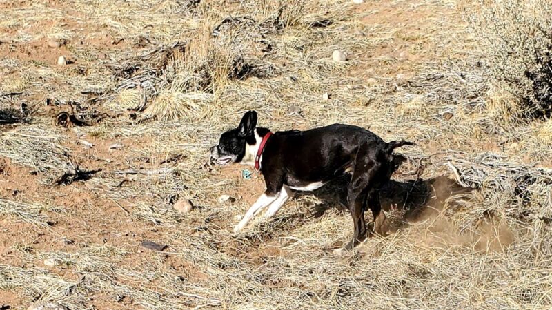 Gizmo's Dog Park - Dubois, WY