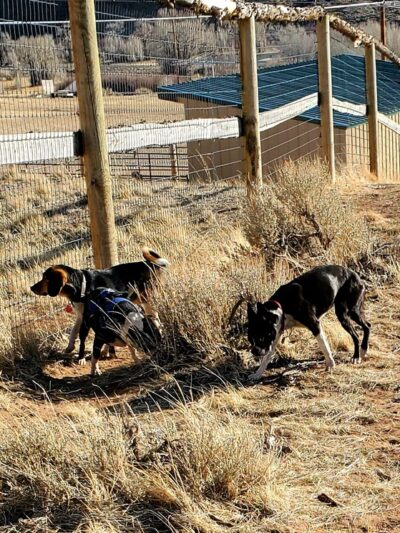 Gizmo's Dog Park - Dubois, WY